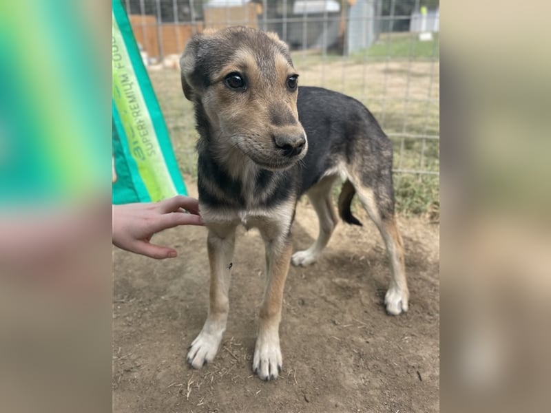 Atlanta, geb. ca. 07/2023, lebt in GRIECHENLAND, auf einer privaten Pflegestelle