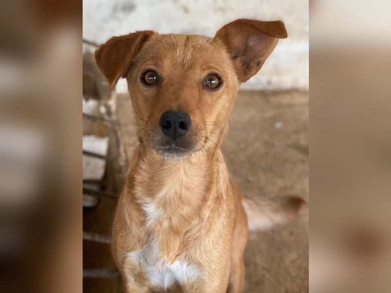 Allya, geb. ca.02/2024, lebt auf einer Pflegestelle in 20457 Hamburg