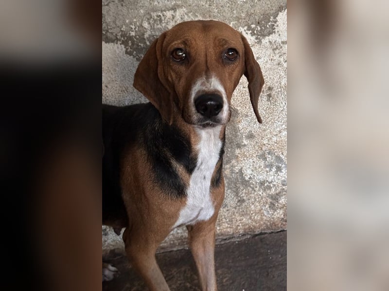 Imelda, geb. ca. 11/2021, lebt in GRIECHENLAND, auf einer privaten Pflegestelle