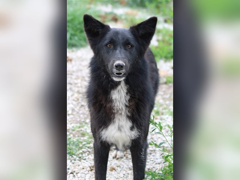 Brooklyn, geb. ca. 08/2020, lebt in GRIECHENLAND, im städt. Tierheim Serres