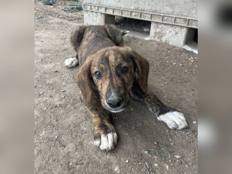 Shelby, geb. ca. 03/2026, lebt in GRIECHENLAND, im städt. Tierheim Serres