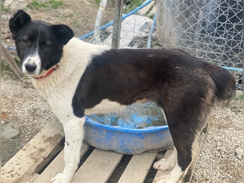 Pallene, geb. ca. 02/2021, lebt in GRIECHENLAND, im städt. Tierheim Serres