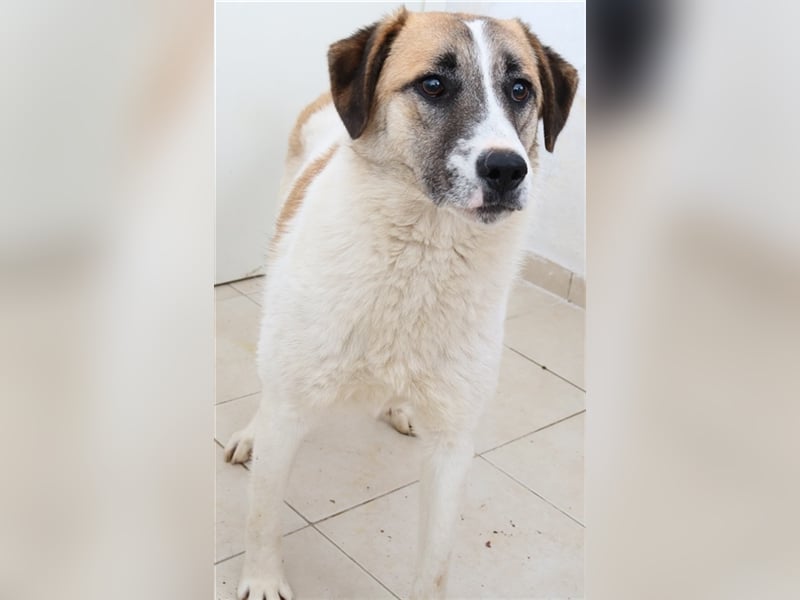 Taro, geb. ca. 08/2018, lebt in GRIECHENLAND, im städt. Tierheim Serres