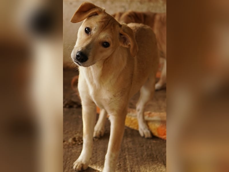 Phoenix, geb. ca. 07/2023, lebt in GRIECHENLAND, auf einer privaten Pflegestelle