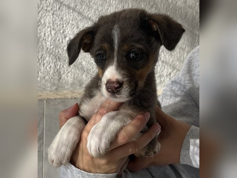 Elsie, geb. ca. 08/2025, lebt in GRIECHENLAND, im städt. Tierheim Serres