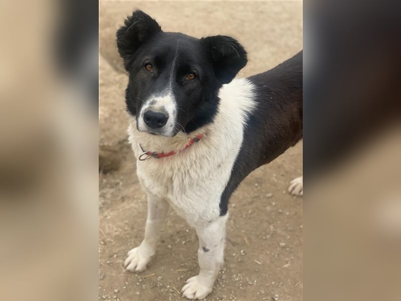 Pallene, geb. ca. 02/2021, lebt in GRIECHENLAND, im städt. Tierheim Serres