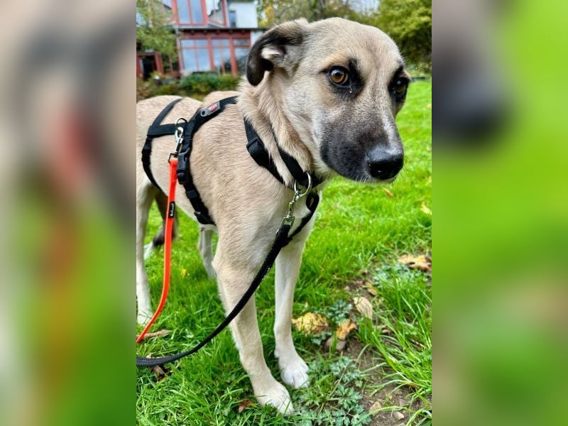 Fary, geb. ca. 02/2024, lebt auf einer Pflegestelle in 58332 Schwelm