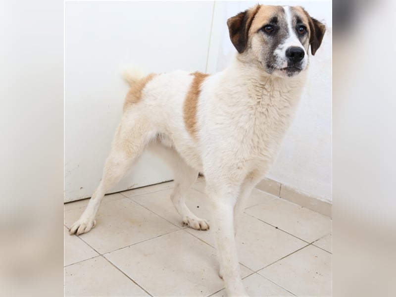 Taro, geb. ca. 08/2018, lebt in GRIECHENLAND, im städt. Tierheim Serres