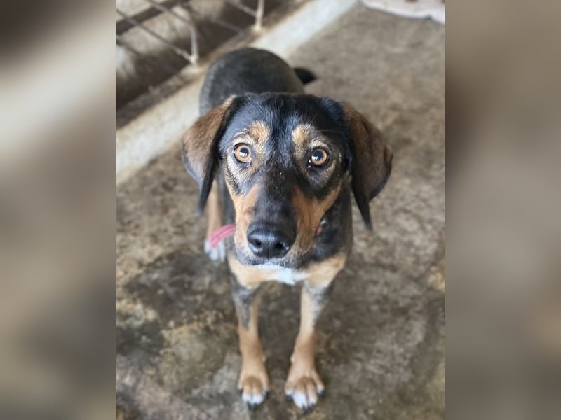 Zona, geb. ca. 11/2022, lebt in GRIECHENLAND, auf einer privaten Pflegestelle