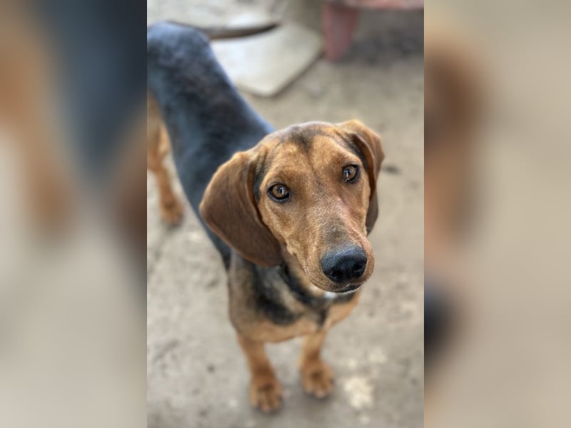 Chiara, geb. ca. 01/2023, lebt in GRIECHENLAND, auf einer privaten Pflegestelle