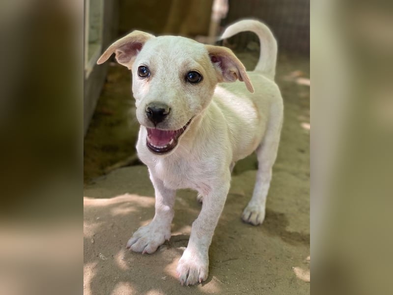 Mimosa, geb. ca. 04/2025, lebt auf einer Pflegestelle in 3072RE Rotterdam