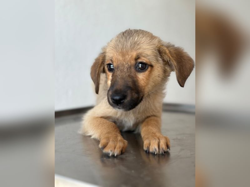 Ronja, geb. ca. 04/2026, lebt in GRIECHENLAND, auf einer privaten Pflegestelle