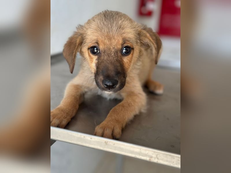Ronja, geb. ca. 04/2026, lebt in GRIECHENLAND, auf einer privaten Pflegestelle