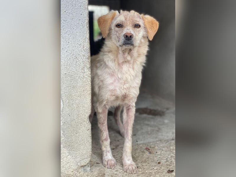 Lumina, geb. ca. 08/2025, lebt in GRIECHENLAND, im städt. Tierheim Serres