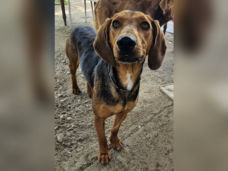 Chiara, geb. ca. 01/2023, lebt in GRIECHENLAND, auf einer privaten Pflegestelle