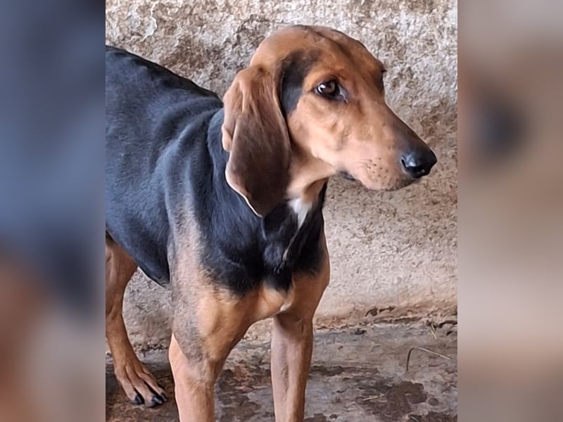 Camelia, geb. ca. 03/2021, lebt in GRIECHENLAND, auf einer privaten Pflegestelle