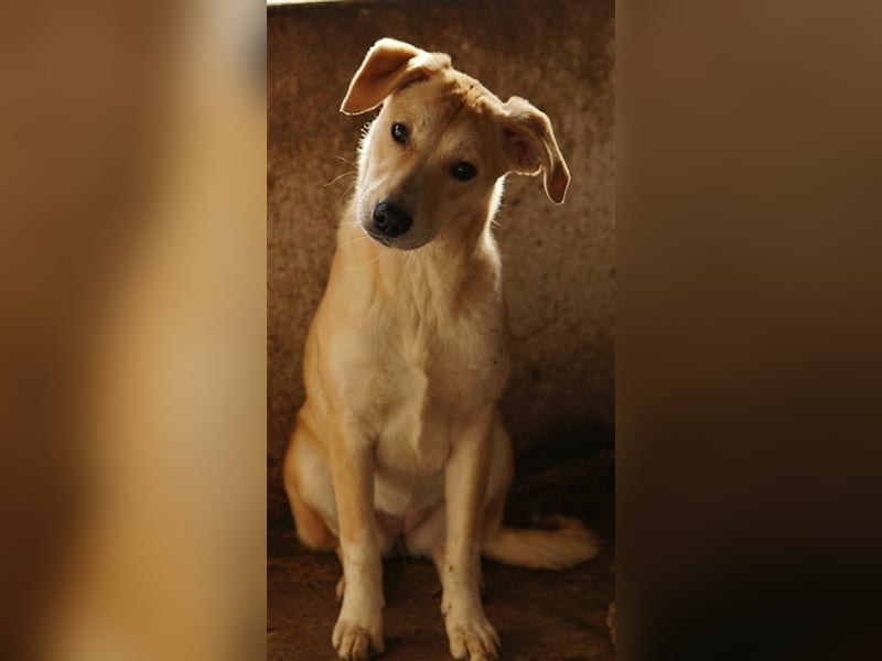 Phoenix, geb. ca. 07/2023, lebt in GRIECHENLAND, auf einer privaten Pflegestelle