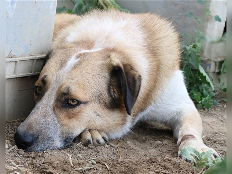 Nena, geb. ca. 10/2017, lebt in GRIECHENLAND, im städt. Tierheim Serres