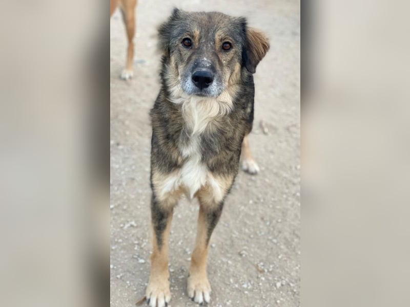 Shiou, geb. ca. 12/2023, lebt in GRIECHENLAND, im städt. Tierheim Serres