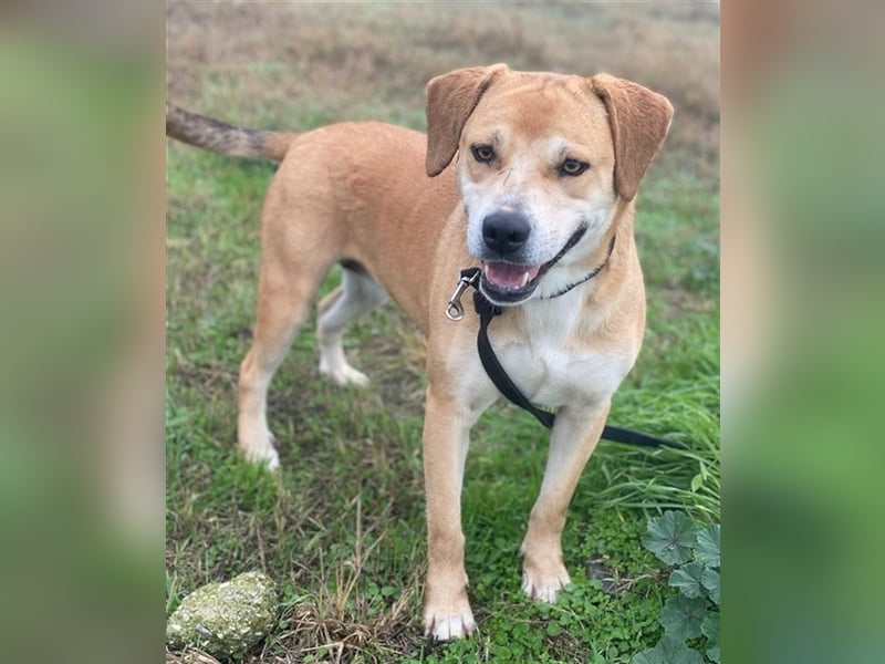 Cece, geb. ca. 12/2019, lebt in GRIECHENLAND, im städt. Tierheim Serres