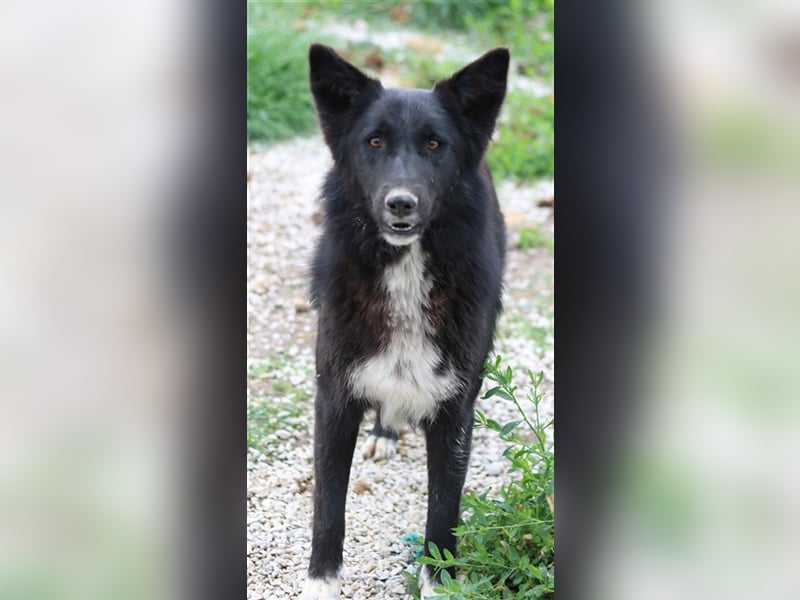 Brooklyn, geb. ca. 08/2020, lebt in GRIECHENLAND, im städt. Tierheim Serres