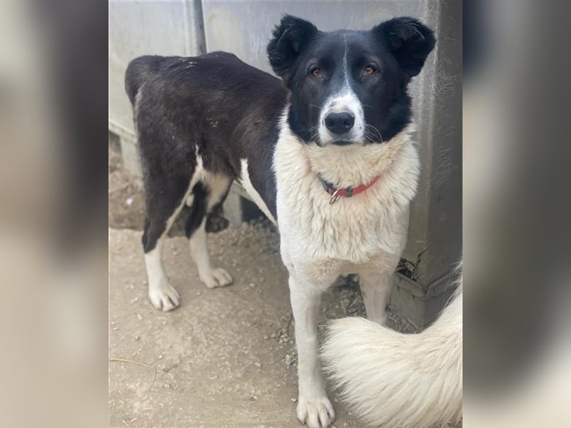 Pallene, geb. ca. 02/2021, lebt in GRIECHENLAND, im städt. Tierheim Serres