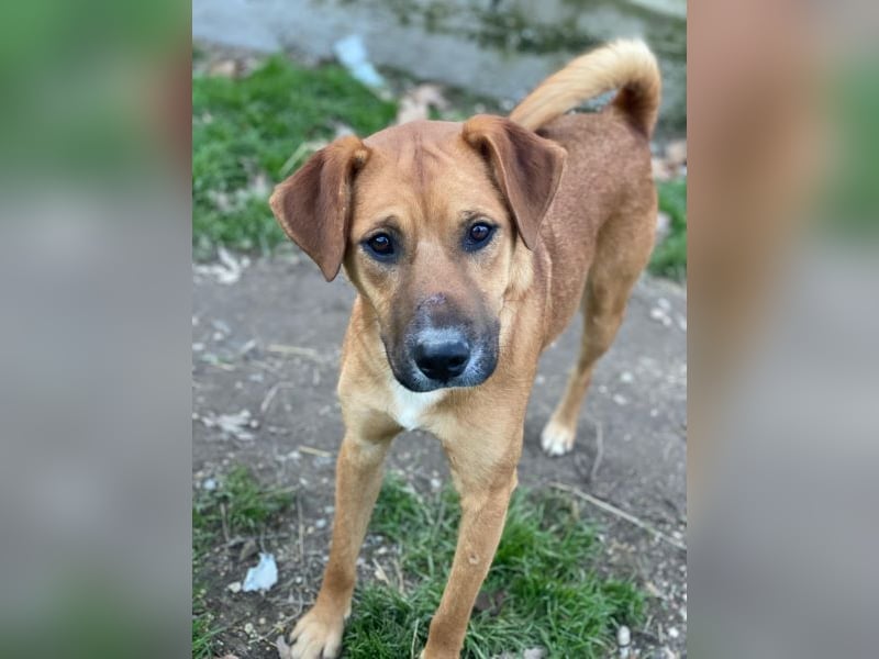 Hunter, geb. ca. 02/2025, lebt auf einer privaten Pflegestelle, 60528 Frankfurt