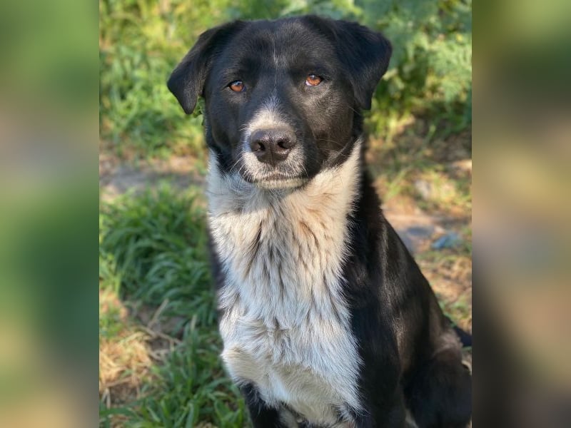 Sora, geb. ca 03/2025, lebt in GRIECHENLAND, auf einer privaten Pflegestelle