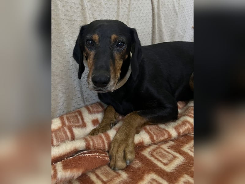 Neria, geb. ca. 11/2020, lebt auf einer Pflegestelle in 95168 Marktleuthen