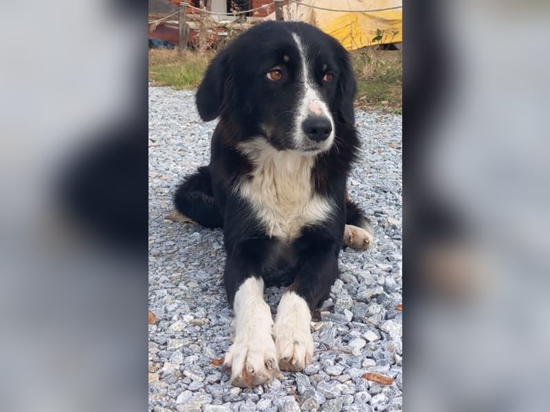 Lascaria, geb. ca. 12/2021, lebt in GRIECHENLAND, auf einer privaten Pflegestelle