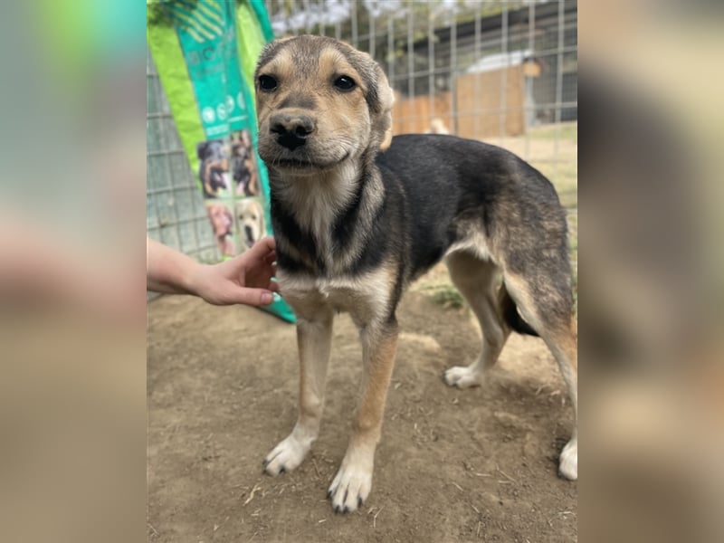 Atlanta, geb. ca. 07/2023, lebt in GRIECHENLAND, auf einer privaten Pflegestelle