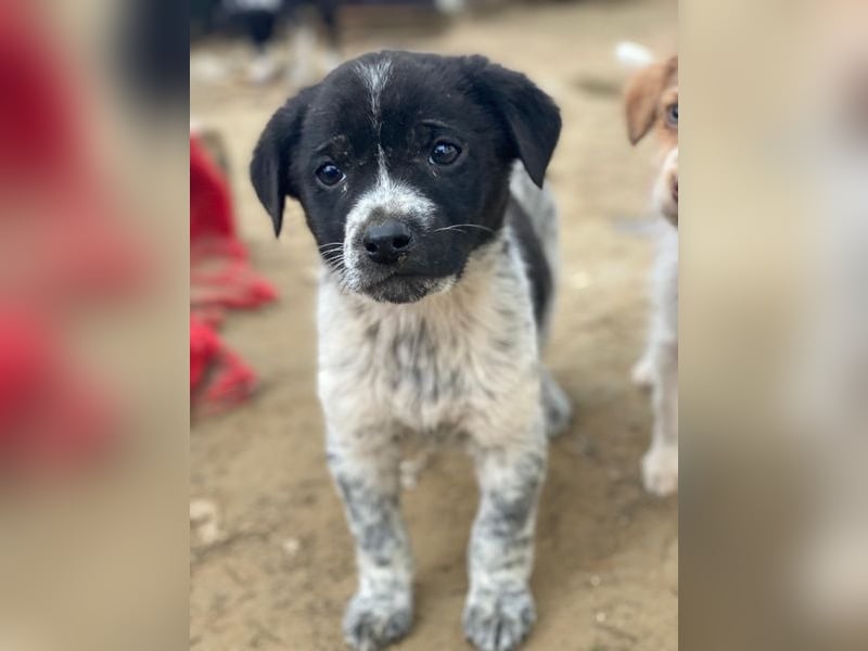 Pascuala, geb. ca. 10/2025, lebt in GRIECHENLAND, auf einer privaten Pflegestelle