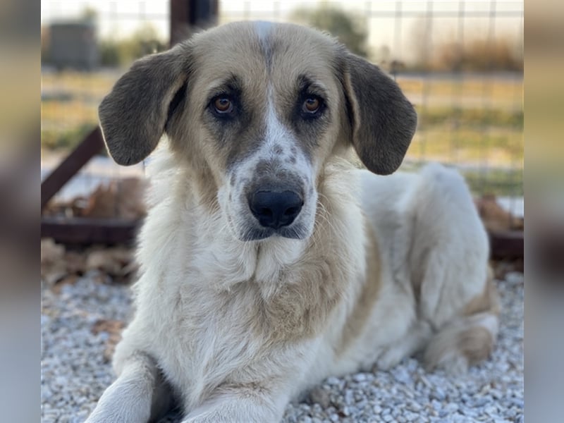 Meraki, geb. ca. 03/2019, lebt in GRIECHENLAND, im städt. Tierheim Serres