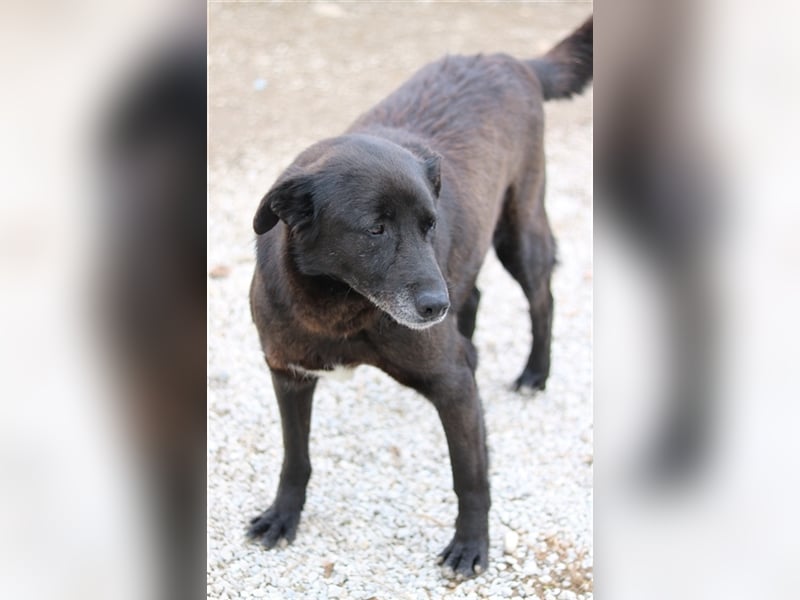 Kenzo, geb. 03/2014, lebt in GRIECHENLAND, im städt. Tierheim Serres