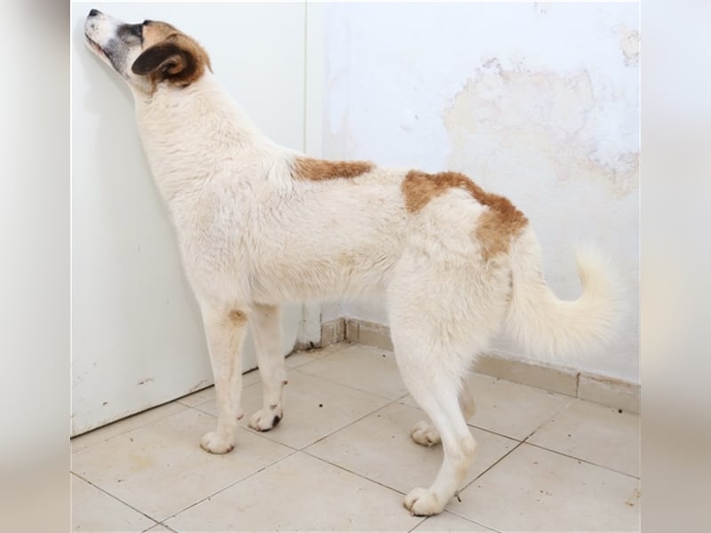 Taro, geb. ca. 08/2018, lebt in GRIECHENLAND, im städt. Tierheim Serres