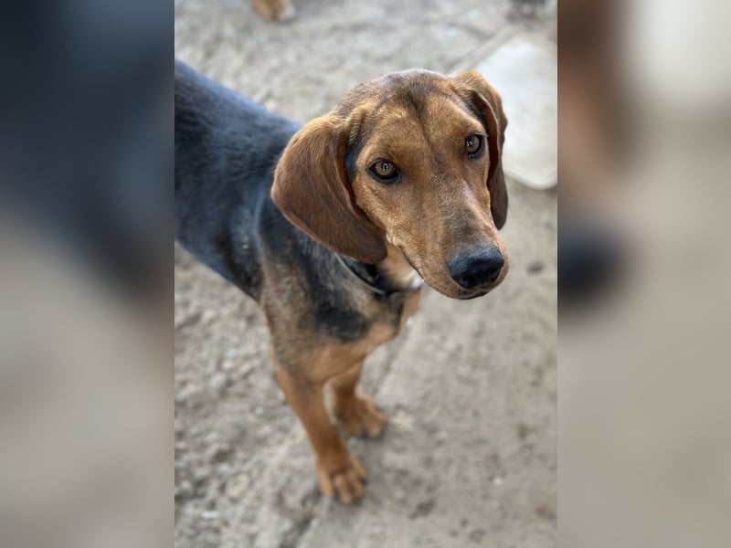 Chiara, geb. ca. 01/2023, lebt in GRIECHENLAND, auf einer privaten Pflegestelle