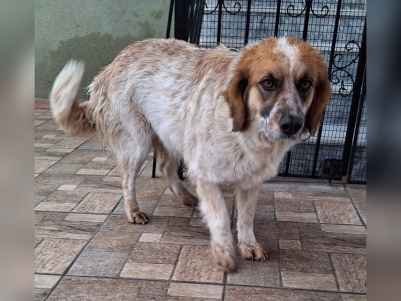 Ceterina-Rina, geb. ca. 01/2021, lebt in GRIECHENLAND, auf einer privaten Pflegestelle