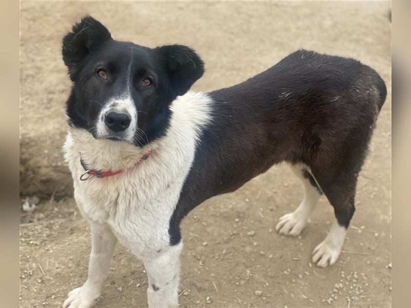Pallene, geb. ca. 02/2021, lebt in GRIECHENLAND, im städt. Tierheim Serres