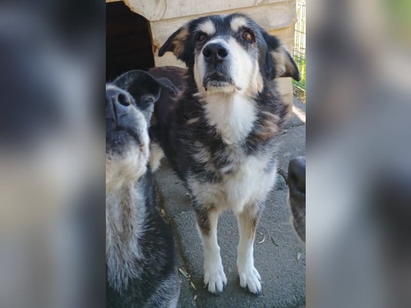 Toula, geb. ca. 04/2015, lebt in GRIECHENLAND, auf einer privaten Pflegestelle