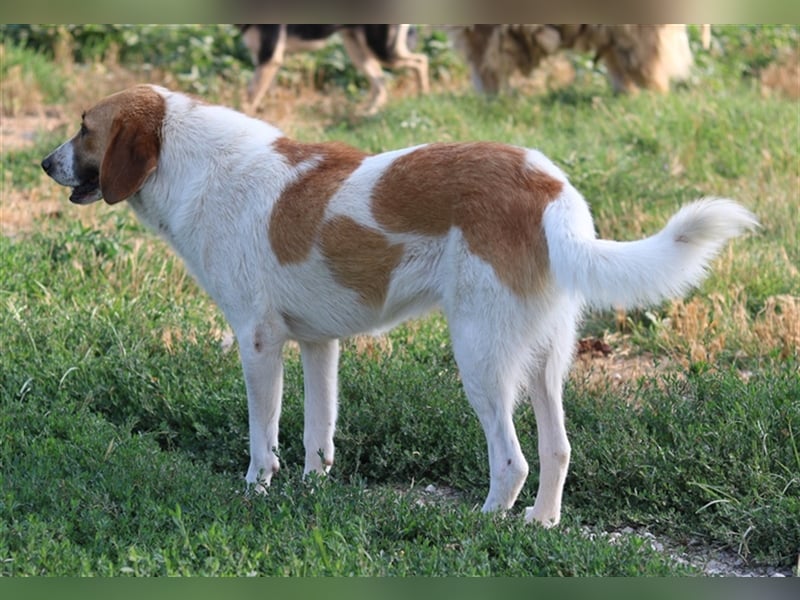 Tonio, geb. ca. 03/2022, lebt in GRIECHENLAND, im städt. Tierheim Serres