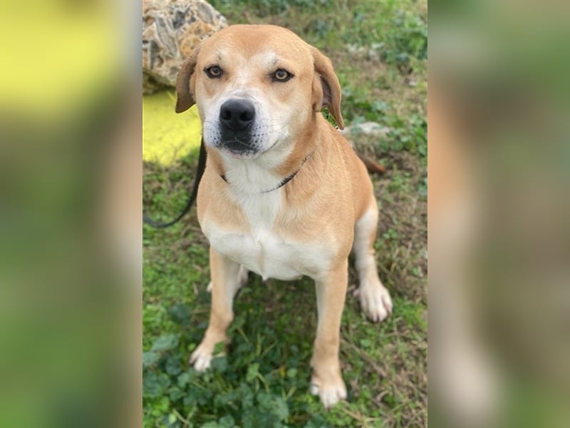 Cece, geb. ca. 12/2019, lebt in GRIECHENLAND, im städt. Tierheim Serres