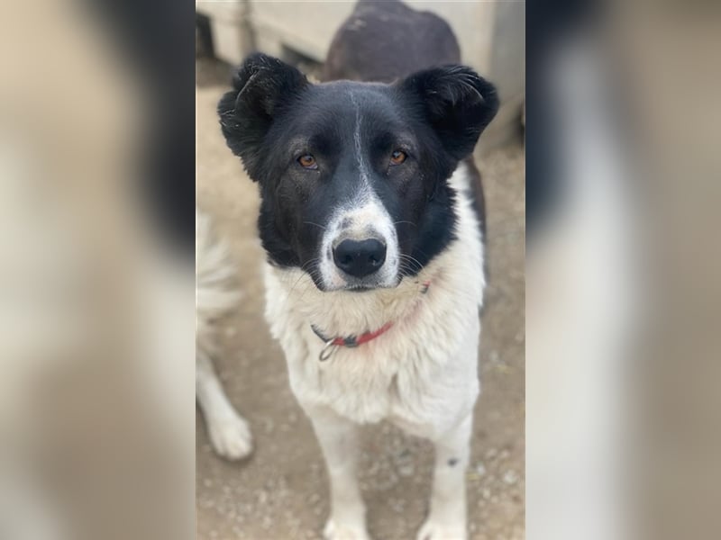 Pallene, geb. ca. 02/2021, lebt in GRIECHENLAND, im städt. Tierheim Serres