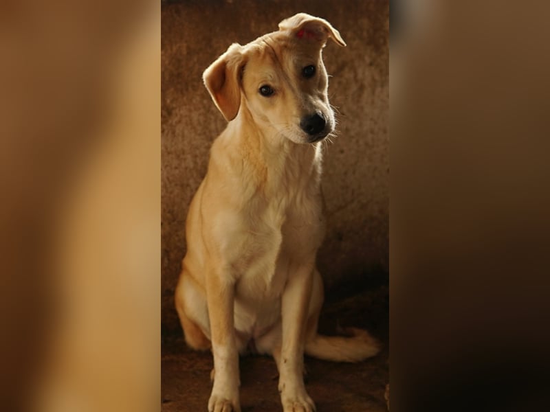 Phoenix, geb. ca. 07/2023, lebt in GRIECHENLAND, auf einer privaten Pflegestelle