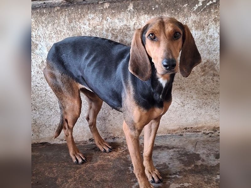 Camelia, geb. ca. 03/2021, lebt in GRIECHENLAND, auf einer privaten Pflegestelle