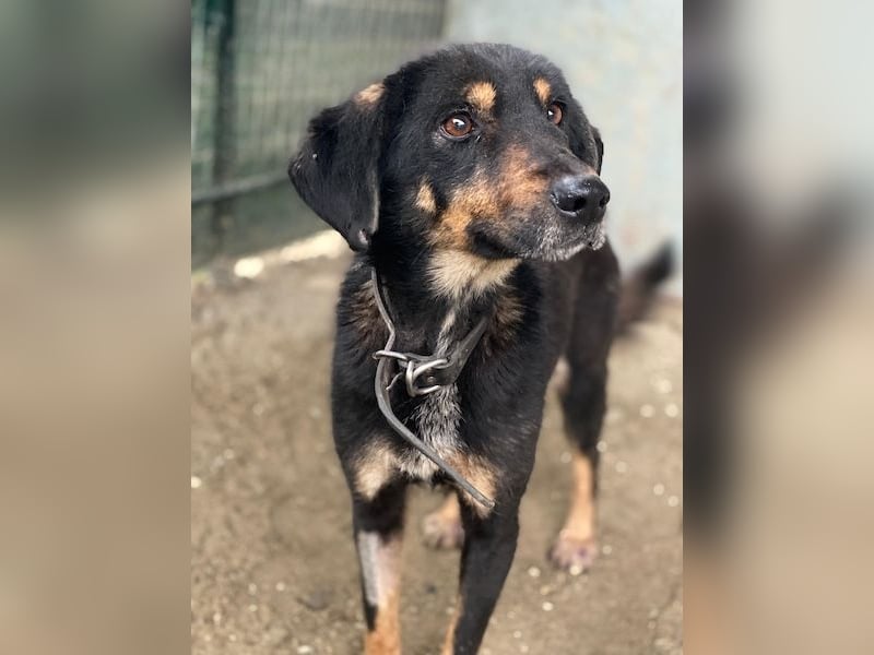 Seli, geb. ca. 02/2021, lebt in GRIECHENLAND, auf einer privaten Pflegestelle