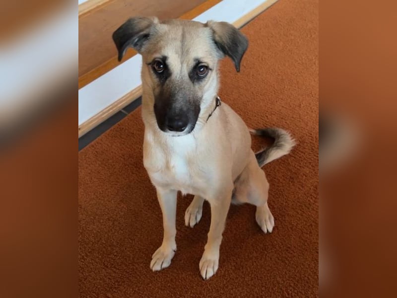 Fary, geb. ca. 02/2024, lebt auf einer Pflegestelle in 58332 Schwelm