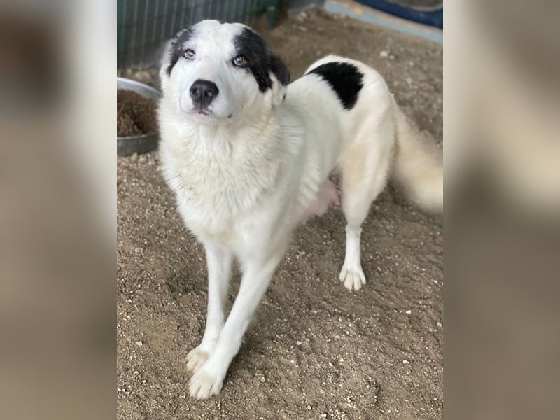 Joletta, geb. ca. 04/2025, lebt in GRIECHENLAND, auf einer privaten Pflegestelle