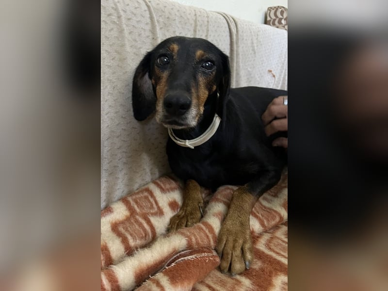 Neria, geb. ca. 11/2020, lebt auf einer Pflegestelle in 95168 Marktleuthen