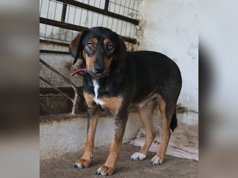 Zona, geb. ca. 11/2022, lebt in GRIECHENLAND, auf einer privaten Pflegestelle