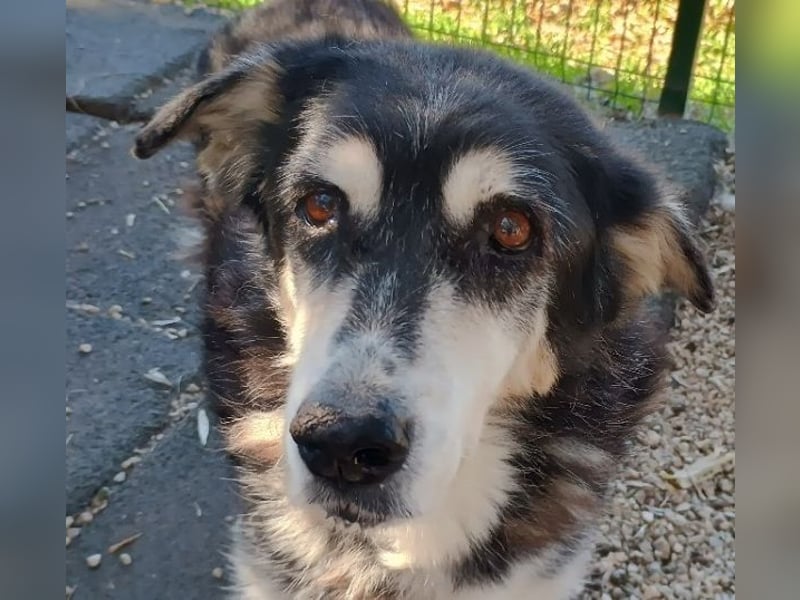 Toula, geb. ca. 04/2015, lebt in GRIECHENLAND, auf einer privaten Pflegestelle